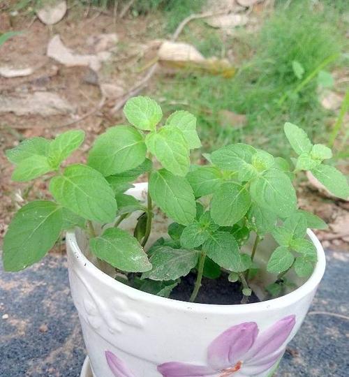 薄荷开花时间和花朵形态详解（了解薄荷的花期和花朵外貌）