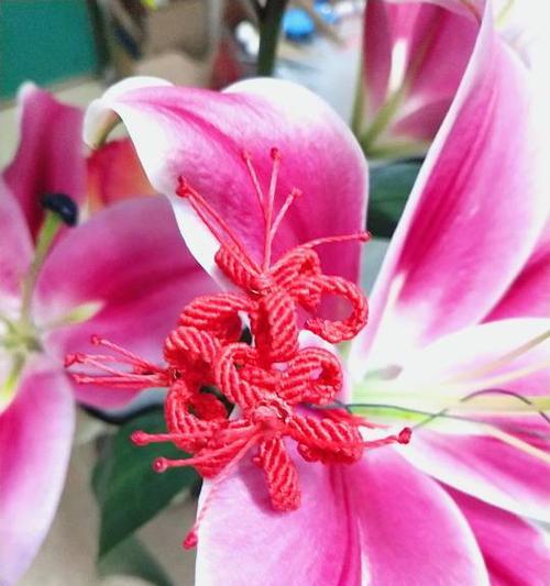 粉色曼珠沙华花语——绽放爱与美的象征（娇艳花朵散发甜蜜情愫）