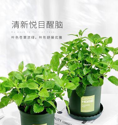 室内养护薄荷的技巧（薄荷）