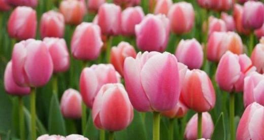 粉色郁金香花语（探索郁金香的花语）