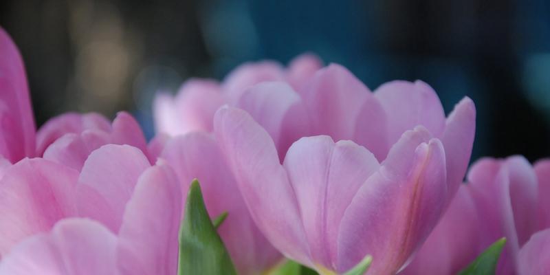 粉色郁金香花语（探索郁金香的花语）