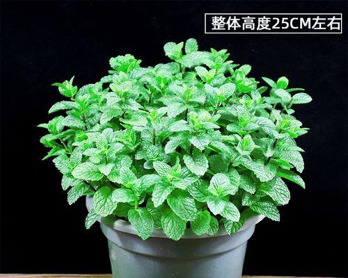 室内养薄荷的好处与注意事项（远离气味熏人的室内环境）