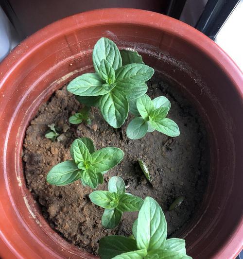 薄荷徒长的原因及治疗方法（有效解决薄荷徒长问题）