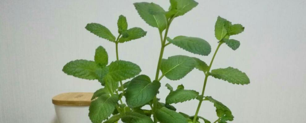 薄荷徒长的原因及治疗方法（有效解决薄荷徒长问题）