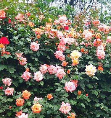 丰花月季的花语与美丽传递（用鲜花讲述爱情）