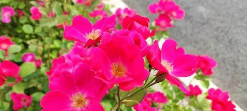 丰花月季的花语与美丽传递（用鲜花讲述爱情）