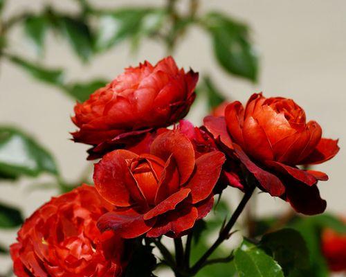 以丰花月季代表意思（花开如意）