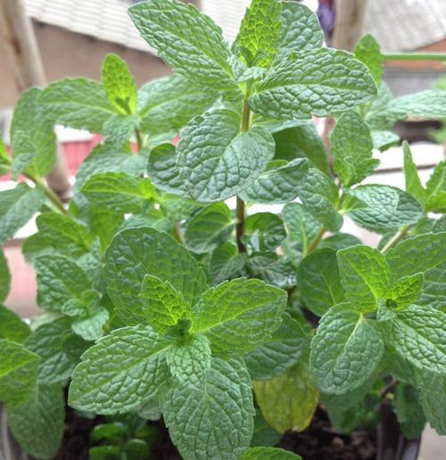 猫薄荷的喜爱——阳光（探寻猫薄荷为何钟爱阳光）