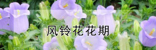 风铃花的寓意与象征意义（花开如繁星）