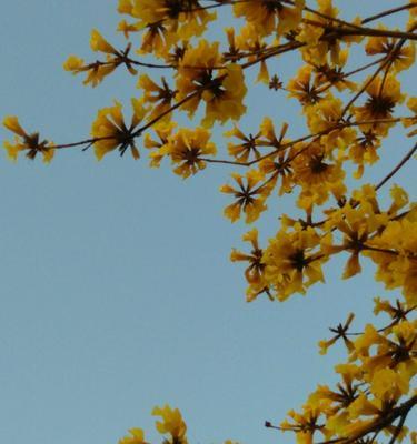 风铃花之谜（探寻风铃花的传说源泉及其深意）