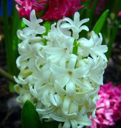 风信子的象征意义（风信子花朵在文化中的含义与象征）