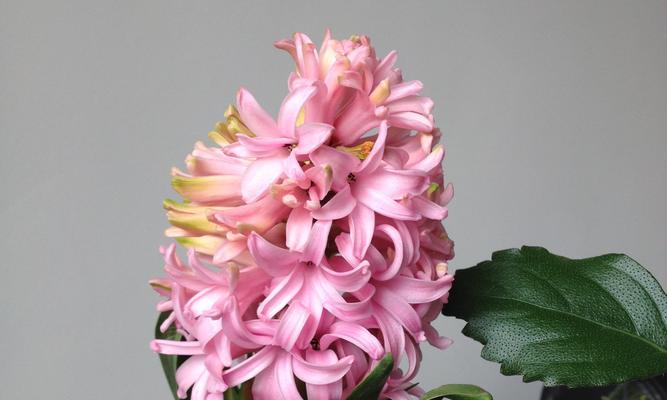 风信子的花语传递的美丽寓意（花开清香）