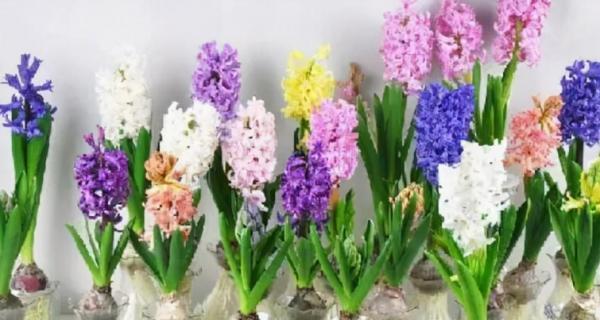 风信子的花语传递的美丽寓意（花开清香）
