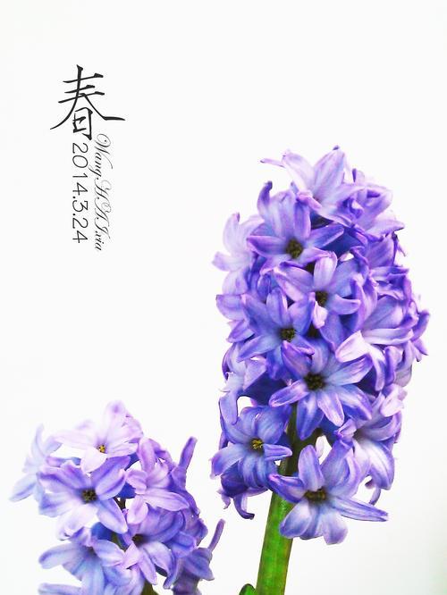 风信子的花语与象征意义（探寻风信子的深层内涵与情感表达）
