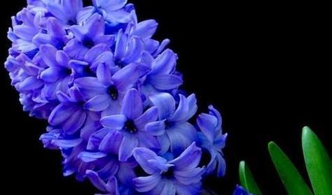 风信子花语与象征意义（风信子的神秘花语及其象征意义）