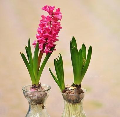 白色风信子的花语和寓意（寓意纯洁与守望的白色风信子）