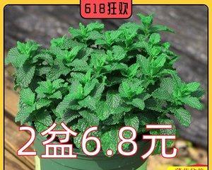 薄荷叶的养殖方法（从种植到采摘）