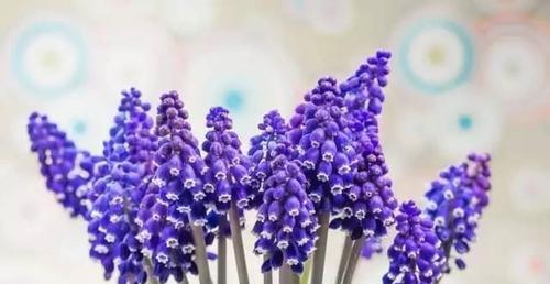 风信子花语的多样性与含义（探索风信子的花语）