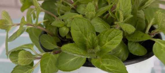 薄荷叶的养殖方法（从种植到采摘）
