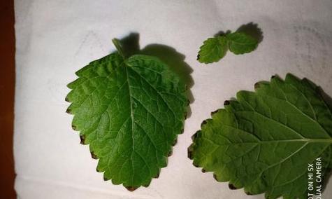 怎样解决薄荷叶子发黑问题（探讨薄荷叶子变黑的原因及解决方案）