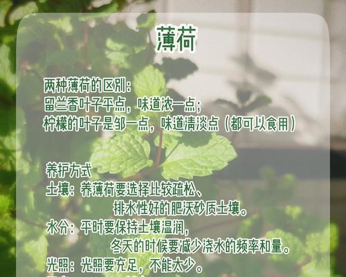 薄荷叶子发蔫的原因与解决方法（保持薄荷叶子的健康状态）