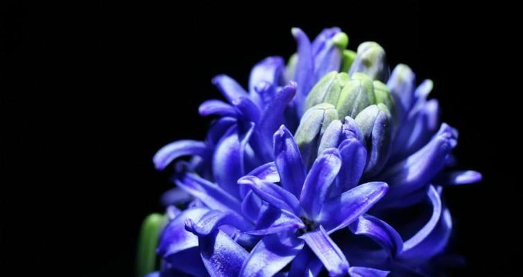 风信子花语与传说故事（风信子花语的意义）