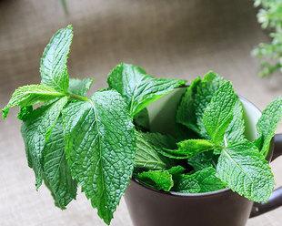 薄荷叶子为什么会发软下垂（探究薄荷叶子发软下垂的原因和有效的补救方法）