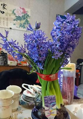 风信子的象征意义（诗意芬芳中的生命与希望）