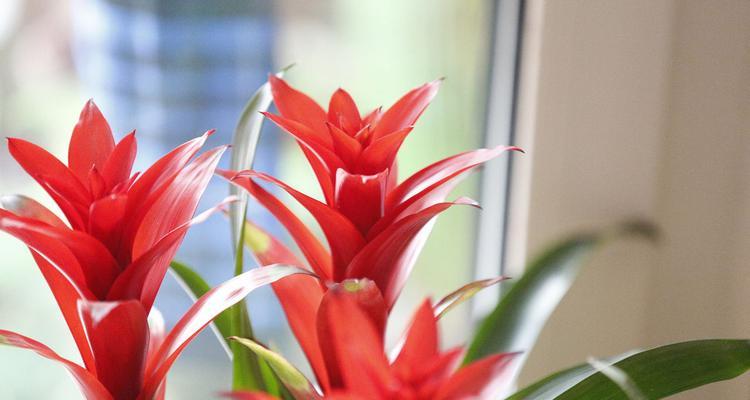 凤梨花（探寻凤梨花的寓意和传统文化内涵）