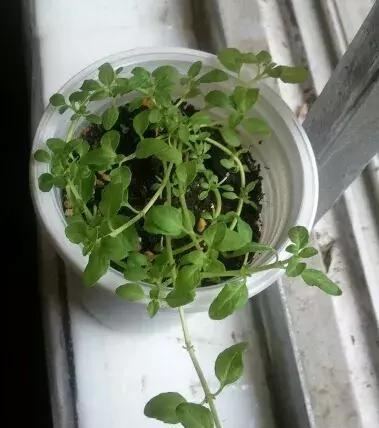 薄荷的繁殖方法及时间图解（掌握这些技巧让你种植薄荷事半功倍）