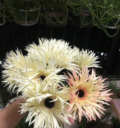 以扶郎的花语，传递爱与关怀（绽放在岁月的枝头）