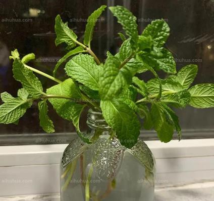 水培薄荷的养护技巧（打造更旺盛的薄荷生长环境）