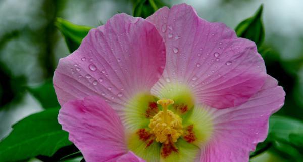 芙蓉花的花语和寓意（传递美丽与坚强的力量）