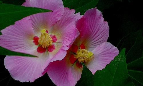 芙蓉花的花语和寓意（传递美丽与坚强的力量）