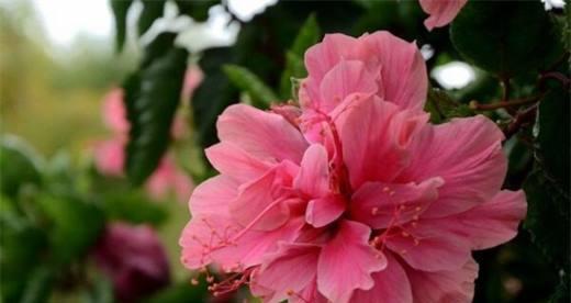 芙蓉花的花语与代表意义（探寻芙蓉花的神秘之美）