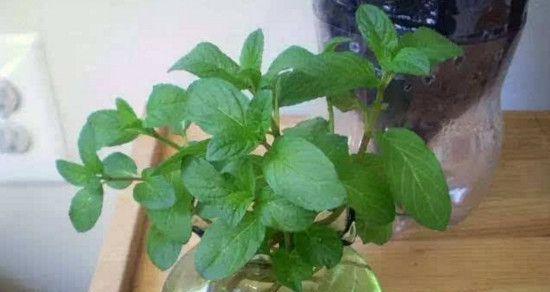 薄荷种子的来源与获取（种植）