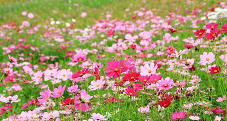 格桑花（格桑花花语与寓意解析）