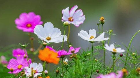 格桑花的花语与寓意（探索格桑花的象征之道）