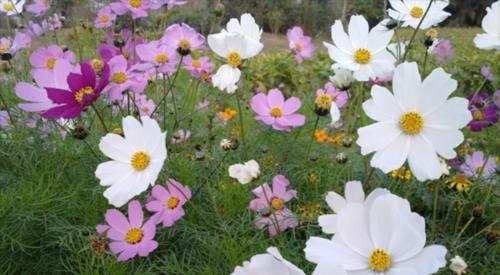格桑花的花语与寓意（探索格桑花的象征之道）