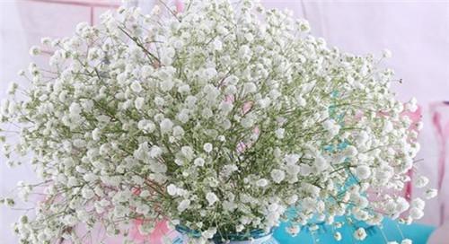 满天星花语（用满天星传递幸福与希望）
