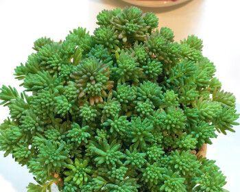 薄雪万年草与黄金万年草的区别（认识这两种万年草）