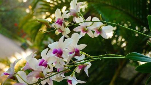 探寻兰花花语的奥秘——以各种兰花花语大全为主题（解读兰花花语的含义与象征）