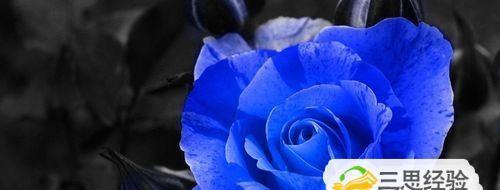 玫瑰花的寓意与象征（探寻玫瑰花在不同文化中的象征意义）