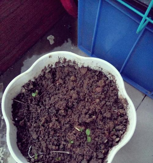 宝宝尿液的妙用（浇花神器）