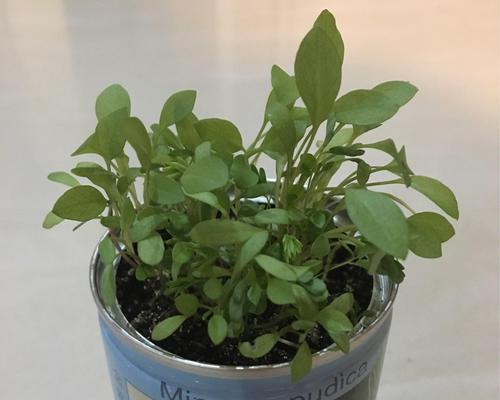 宝宝尿液的妙用（浇花神器）