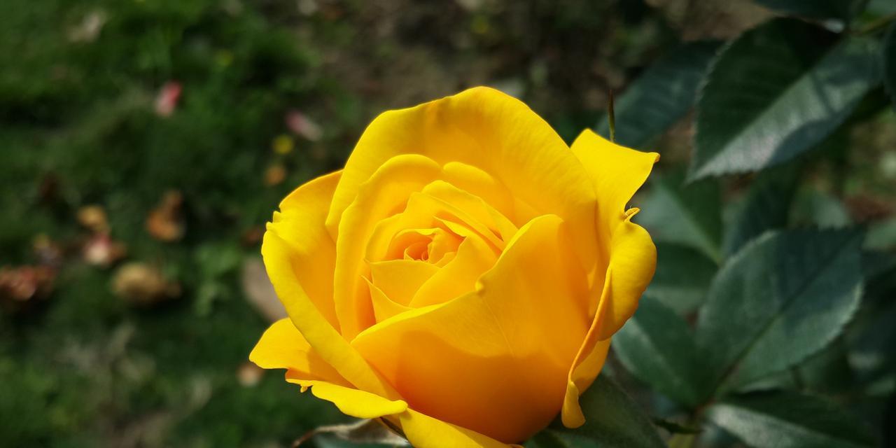 探索玫瑰花的意义和象征（玫瑰花的不同颜色和数量传达的情感）