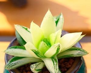 宝草玉露怎么养才能变成粉红（从土壤到养护）