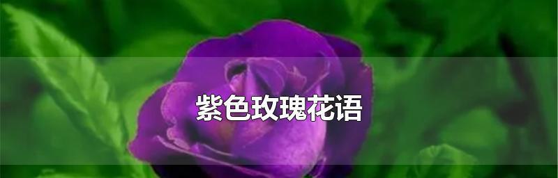 玫瑰花语的浪漫传说（用花言著述爱的情感）