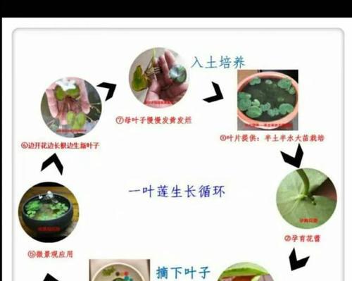 宝莲灯浇水技巧（如何浇水才能让宝莲灯健康生长）
