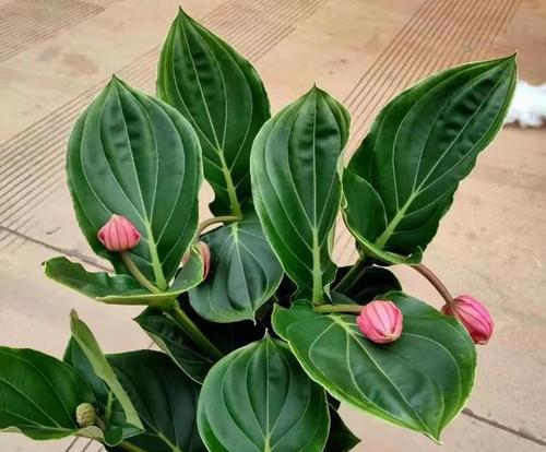 宝莲灯花养殖全攻略（注意事项）